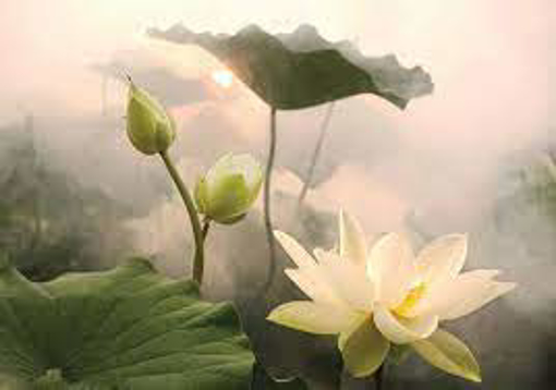 Ảnh của Sen và bùn
