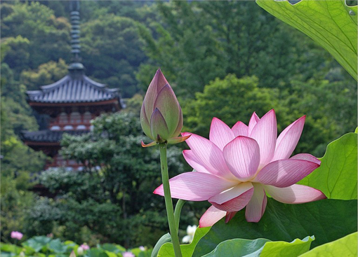 Ảnh của Ái sinh thì buồn khổ sinh